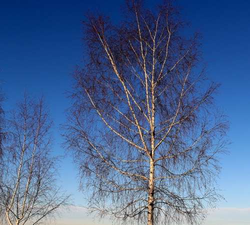 Birch Trees Winter Sky Blue Mood