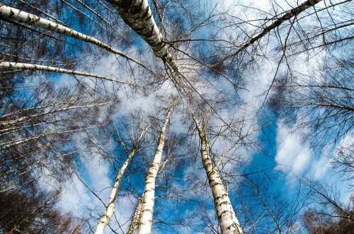 Birch Trees Forest Top View Trees Nature Sky Up