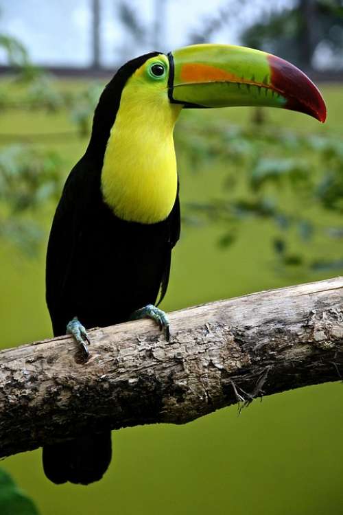Bird Parrot Toucan Exotic Tropical