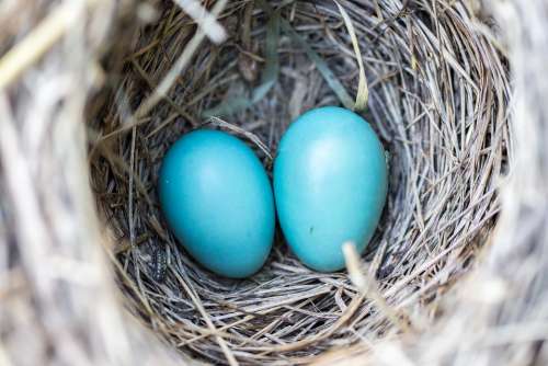 Bird Eggs Nest Blue Wildlife Nature Natural