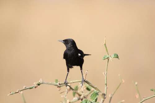 Bird Black Animal Africa Safari Wild Nature