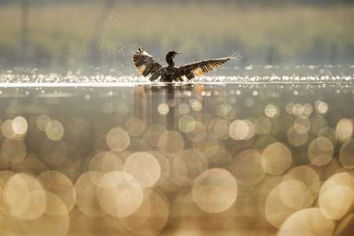 Bird Duck Wings Blur Bokeh Lake Nature River