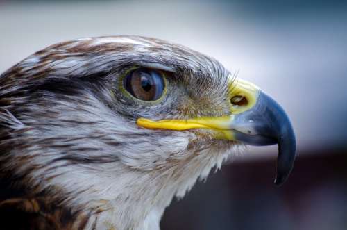 Bird Falcon Bird Of Prey Nature Beak Predator