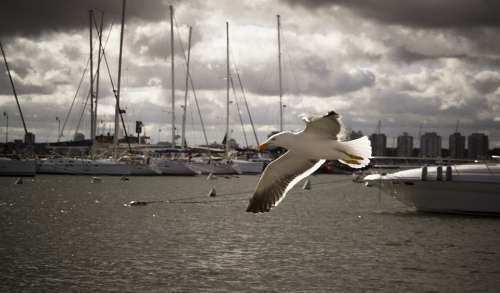 Bird Seagull Wings Sea Gull Soaring