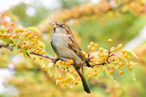 Bird Sparrow Berries Branch Perched Twig Nature
