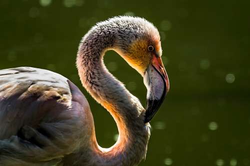 Bird Flamingo Fauna Beak Animal Nature