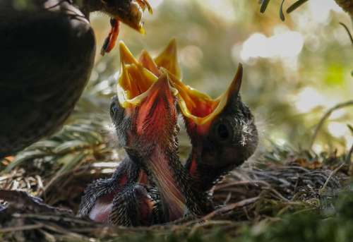 Bird Nest Feed Nature Animal Blackbird Hatching