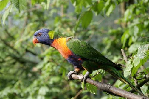 Bird Nature Loris Exotic Bird Colorful Plumage