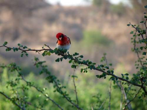 Bird Africa Tanzania