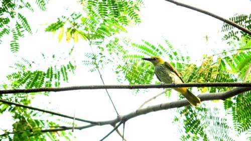 Bird Avian India Kerala Yellow Oriole Golden
