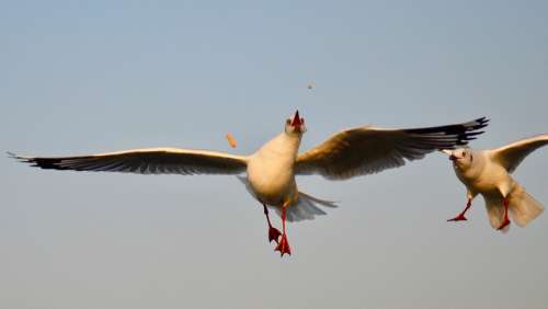 Bird Bird Photography Wildlife Animal Nature