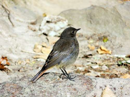 Bird Rotschwaenzchen Songbird Nature Close Up
