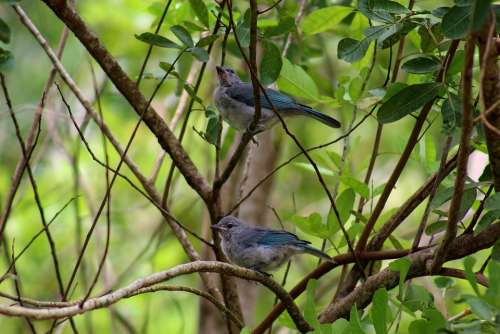 Bird Animal Nature Sanhaçu-Gray Plumage Beak