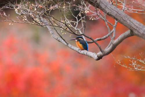 Bird Foliage Autumn Color Kingfisher Rest Nature