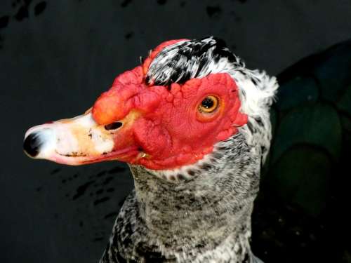 Bird Water Bird Muscovy Duck Florida