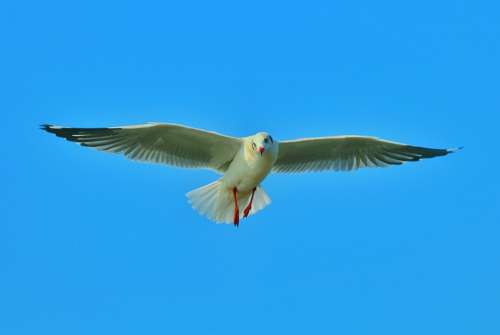 Bird Sea Bird Fly Blue Sky Wings Freedom