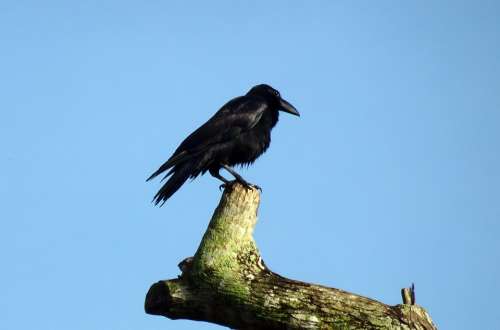Bird Crow Indian Jungle Crow Corvus Macrorhynchos