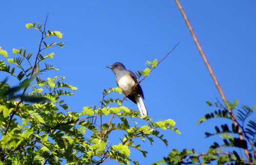 Bird Magpie Robin Copsychus Saularis Singing Bird