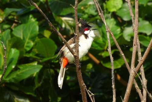 Bird Red-Whiskered Bulbul Pycnonotus Jocosus Bulbul