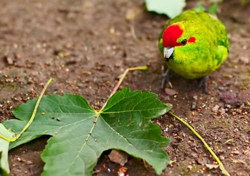 Bird Leaf Animal Animal World Plant Zoo Canary