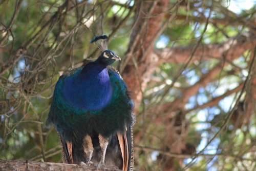 Bird Peacock Tree Plumage Blue Nature Colorful