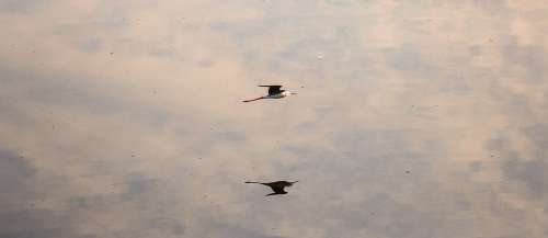 Bird Flying Nature Animal Hummingbird Wing Lake