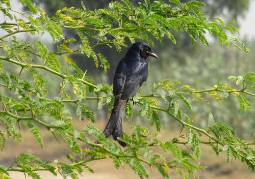 Bird Drongo Black Drongo Dicrurus Macrocercus