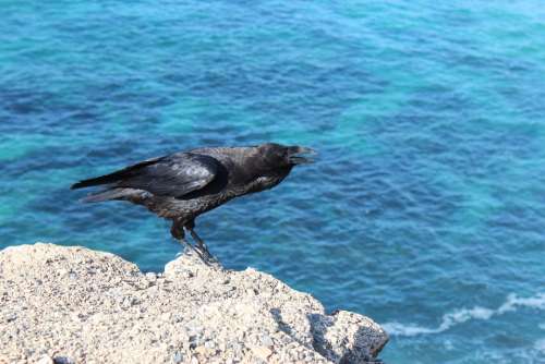 Bird Crow Raven Water Abyss Black Blue Wing