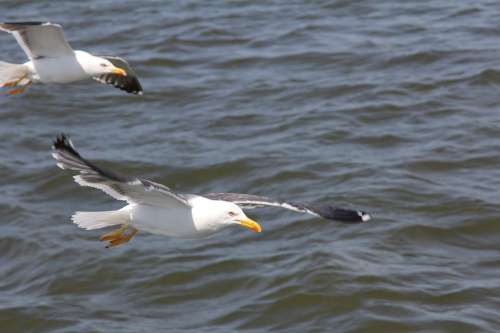 Bird Seagull Water Sea Nature Flying Animal World