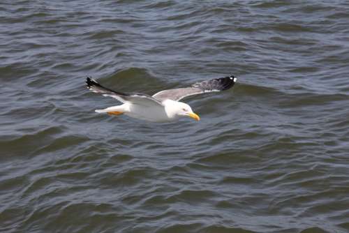 Bird Seagull Water Sea Nature Flying Animal World