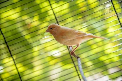 Bird Canary Animal Parakeet
