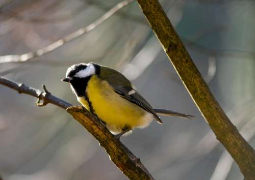 Bird Tit Songbird Garden Plumage Foraging