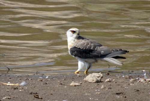 Bird Black-Shouldered Kite Elanus Axillaris Raptor