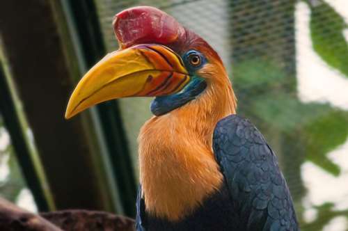 Bird Exotic Animal Colorful