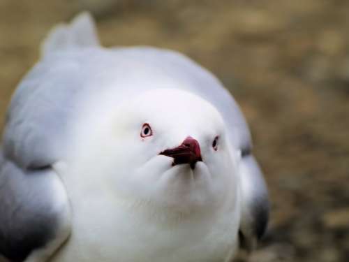Bird Face Gull Beak Looking Wild White