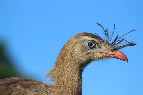 Bird Seriema Animal Look Beak Wild Plumage Head