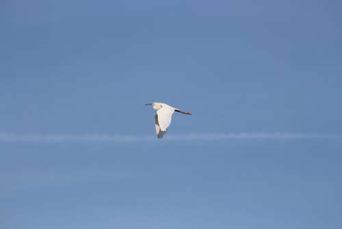 Bird Flight Little Egret Sky Wild Wings