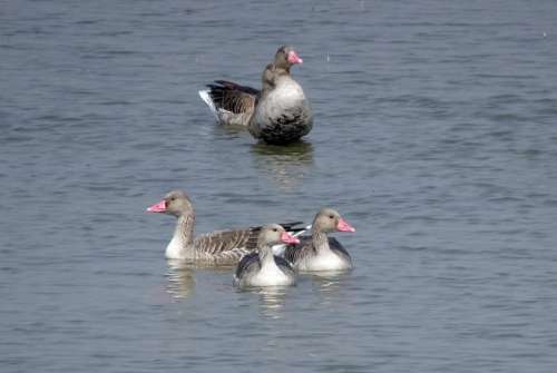 Bird Goose Greylag Goose Migratory Ornithology