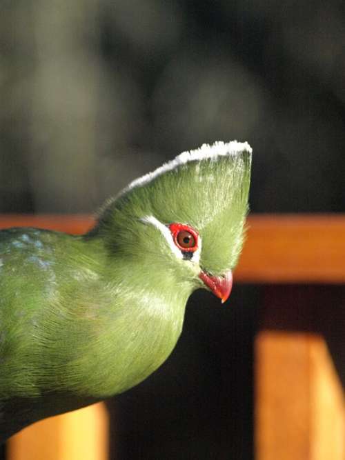 Bird Green Knysna Lourie Colorful South Africa