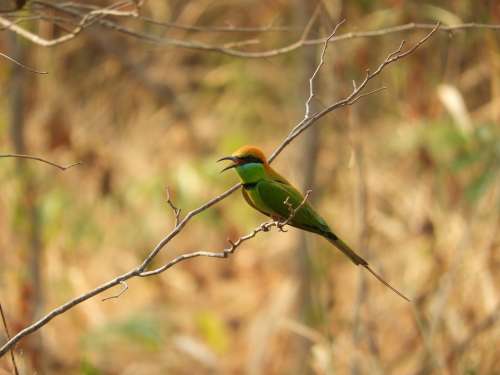 Bird Bee-Eater Nature Colorful