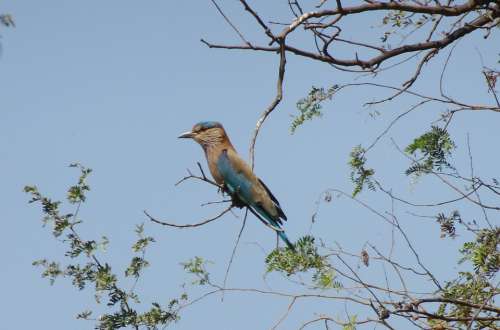 Bird Roller Indian Roller Coracias Benghalensis
