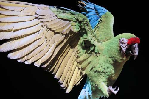 Bird Parrot Plumage Exotic Colorful Animal World