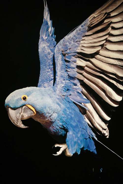 Bird Parrot Plumage Exotic Zoo Animal World
