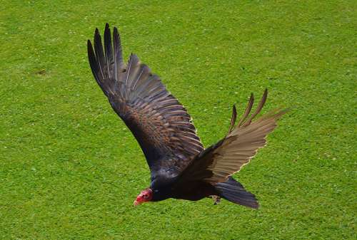 Bird Vulture Animal World Scavengers Nature