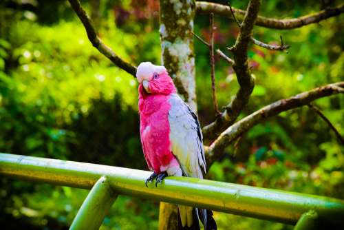 Bird Forest Pink White Nature Background Backdrop