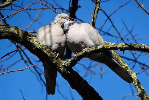 Bird Lovebirds Romantic Spring
