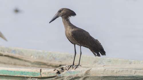 Bird Hammerkop Nature Wildlife