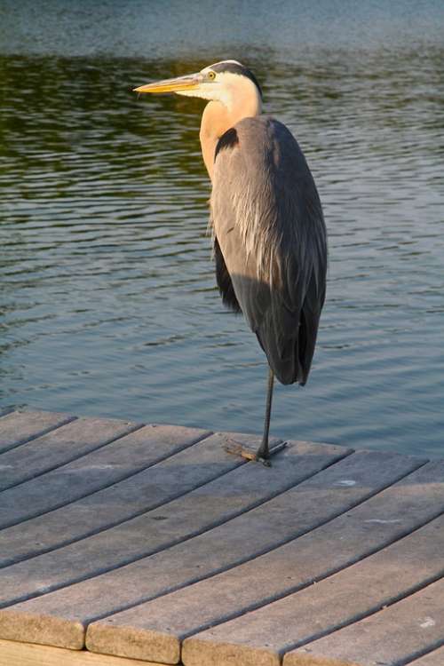 Bird Egret Gray Dock Sunset Beak Feet Outdoors
