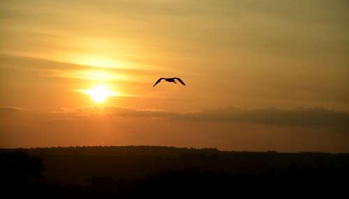 Bird Sunset Against Light