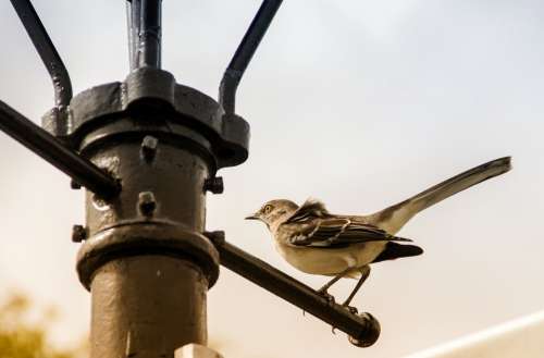 Bird Perched Urban Lantern Lamp Post